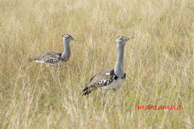 Kori bustard