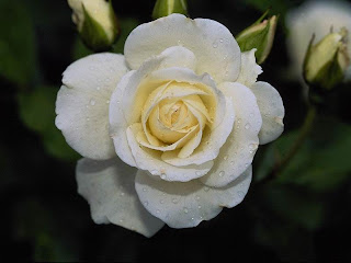 White rose