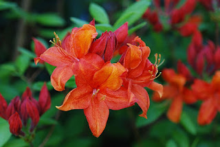 bunga azalea merah