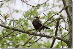 Blackbird