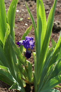 Iris de Croatie - Iris croatica