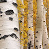 Magnificent Natural Patterns of Tree Photos