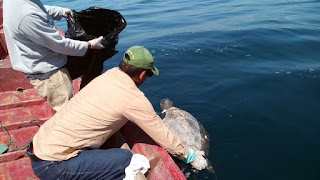 sea turtle, dead sea turtle,  El Salvador