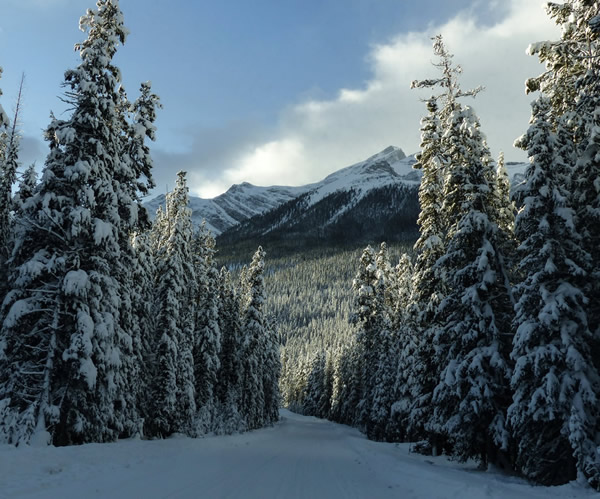 Subartic forest in the winter