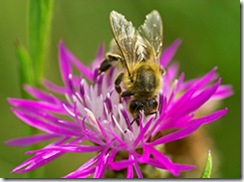 bee4