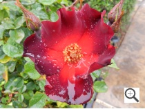 Nikon P500 Sample Image