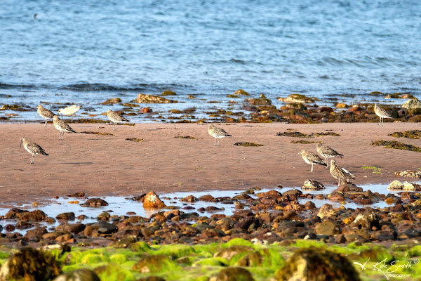 Curlew