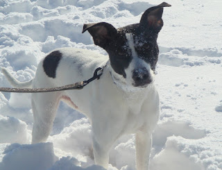 Oscar the Dog Border Collie Mix