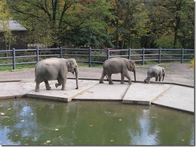 IMG_0313 Asian Elephants at the Oregon Zoo in Portland, Oregon on November 10, 2009