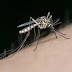 Veracruz registra más de 2500 casos de dengue