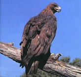 Goldeneagle2