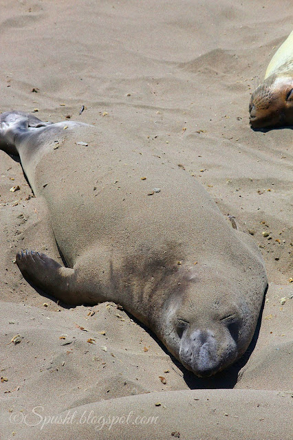 Spusht | Elephant Seal on the way to LA