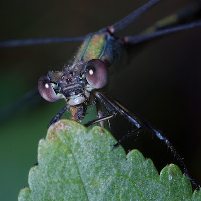 makrofotografia