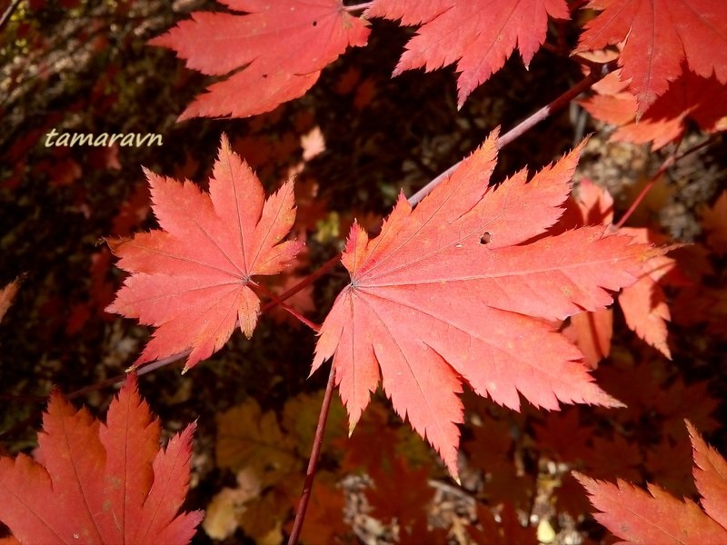 Клён ложнозибольдов (Acer pseudosieboldianum)