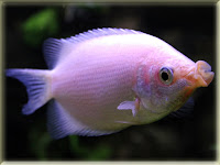 Kissing Gourami Fish Pictures