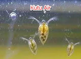 gambar  kutu air