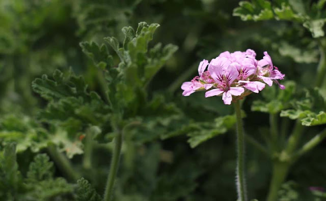 Pelargonium Graveolens Flowers Pictures