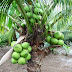 KELAPA -MENANAM MATAG DAN PANDAN