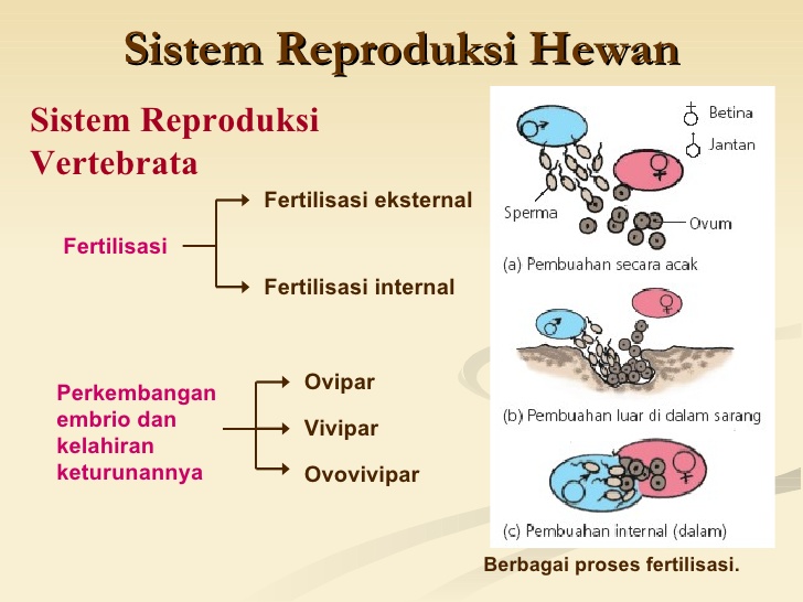 Informasi Seputar Dunia Hewan  Sistem Reproduksi Pada 