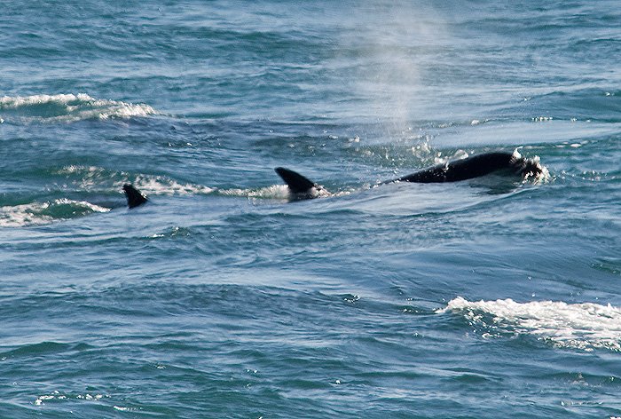 orcas - killer whales in Valdes Peninsula Patagonia Argentina