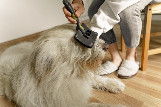 DIY Guide to Dog Grooming