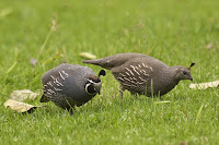 California quail pair, Thames, NZ by Jörg Hempel, Dec. 2011