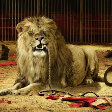 Angry Lion...