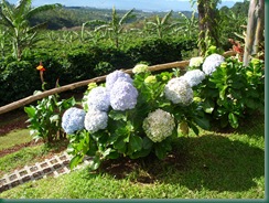 Volcano Trip 012