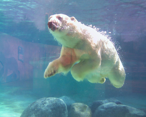 swimming polar bear pictures