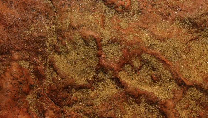 Scientists have investigated a plate with a record number of tracks of dinosaurs and mammals-2