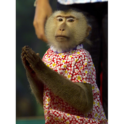 funny picture of monkey