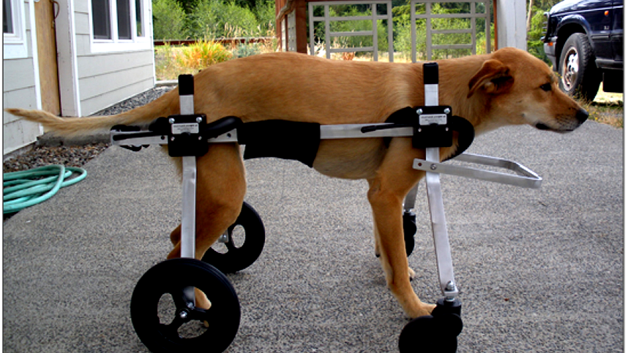 Canine degenerative myelopathy Dog