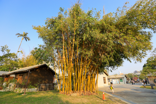 台中西區國家漫畫博物館九重葛花開燦爛，結合日式建築充滿懷舊感