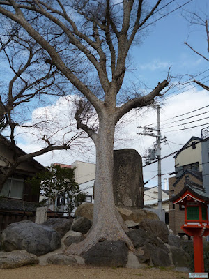 野里住吉神社の大木