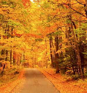 Fall Leaves Roaring Fork Motor Trail Gatlinburg