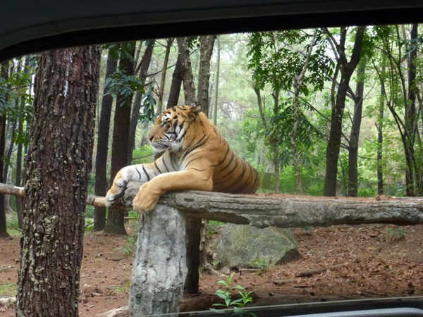 Melongok Ragam Fauna Taman Safari Indonesia Di Balik Hijaunya Vegetasi
Hutan