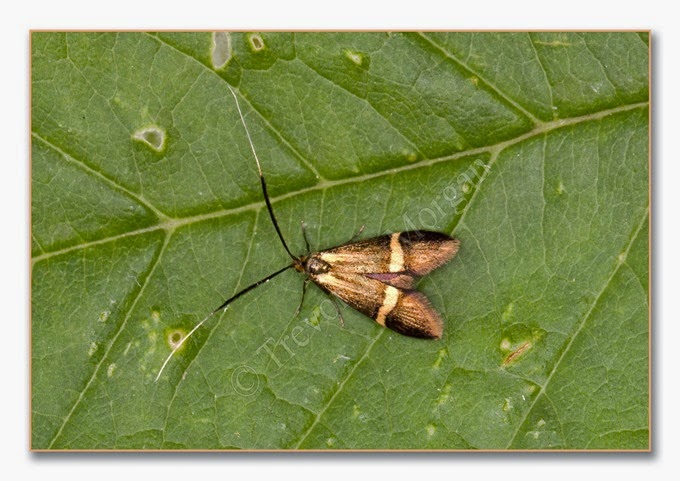 Day Moth 3  Small Barred Long-horn