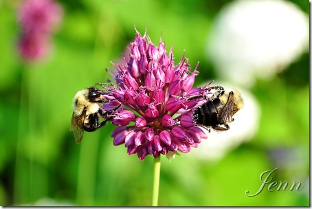 allium and bee-3