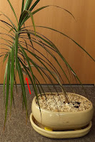 dracena obrzeżona