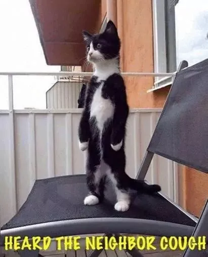 Cat Memes - cat heard the neighbor cough