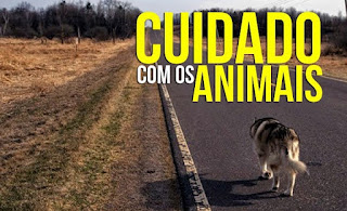 Deputado defende orientações quanto aos cuidados com animais no Ceará desde a escola