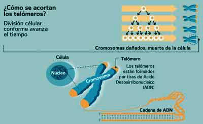 telómeros en los cromosomas