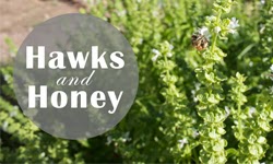 Hawks and Honey