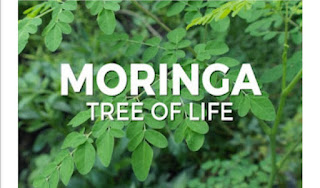 THE HEALTH BENEFITS OF MORINGA OLEIFERA