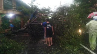 Di Terpa Angin Kencang Dan Hujan Deras ,Sejumlah Pohon Roboh Di Beberapa Ruas Jalan Di Kota Cirebon