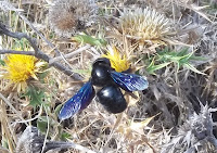 Xylocopa