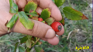 زراعة الورد من البذور