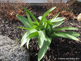 pic of dafodils without flowers sprouting during April in Ohio