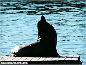 Leones Marinos en Pier 39 del Fisherman´s Wharf