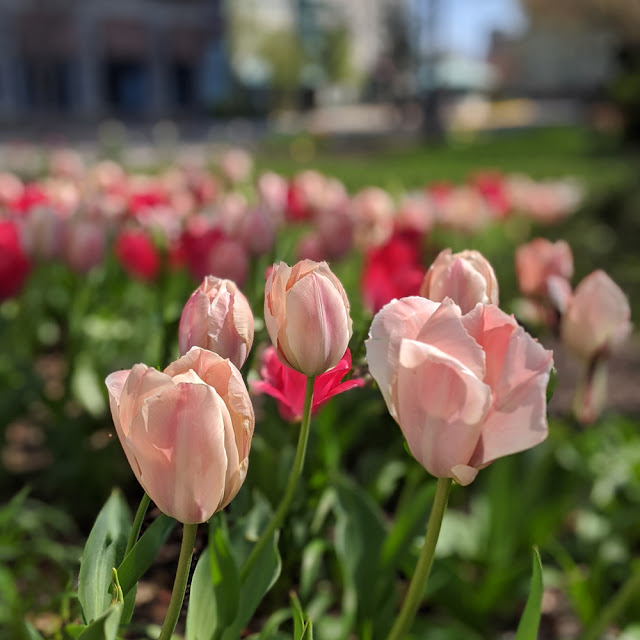 Tulip Town in Jersey City | Linzer Lane Blog